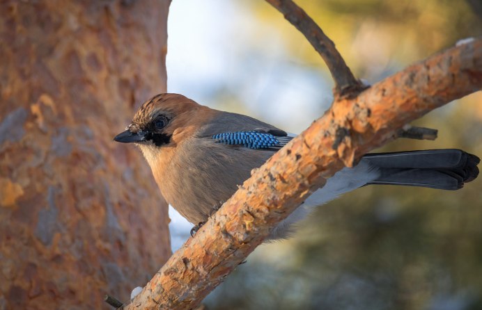 Сойка Воронежской области