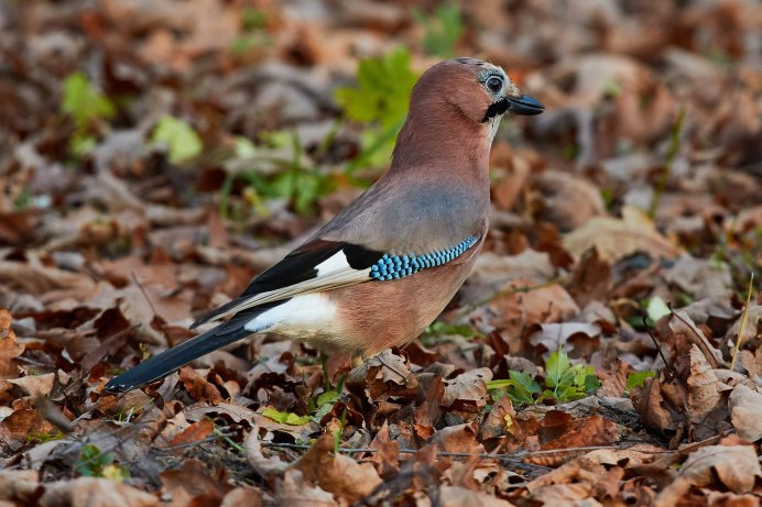 Сойка обыкновенная