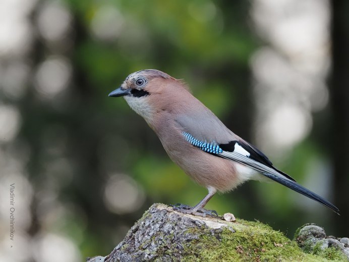 Птицы Подмосковья Сойка