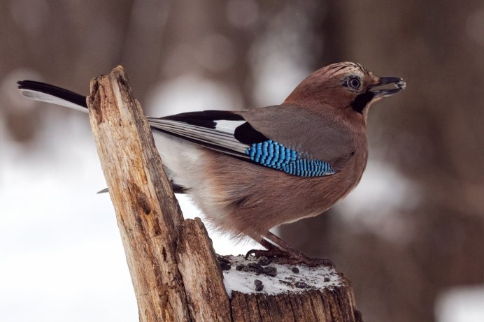 Сойка хохлатая птица