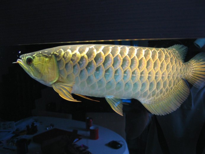 Аравана Osteoglossum bicirrhosum