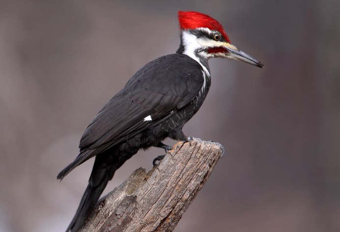 Дятел Dryocopus pileatus