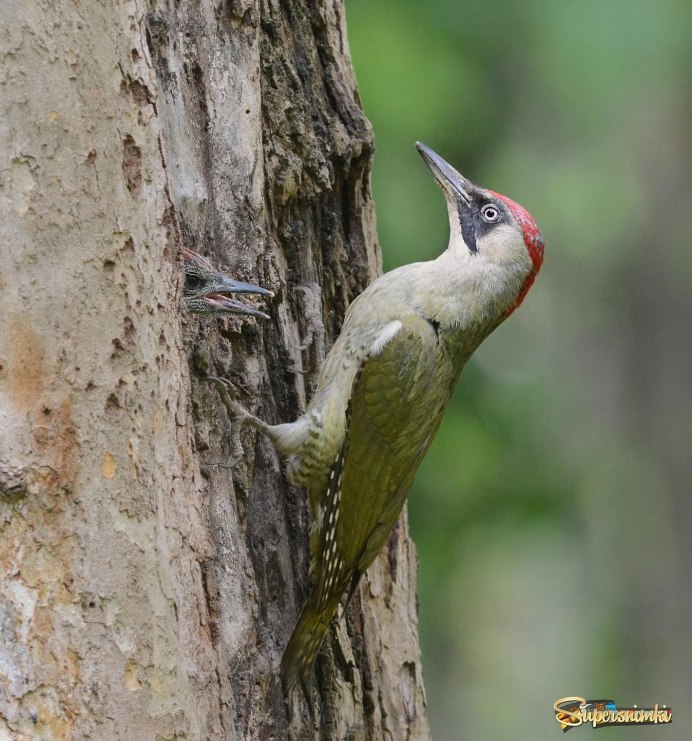 Пёстрый дятел (Dendrocopos Major)