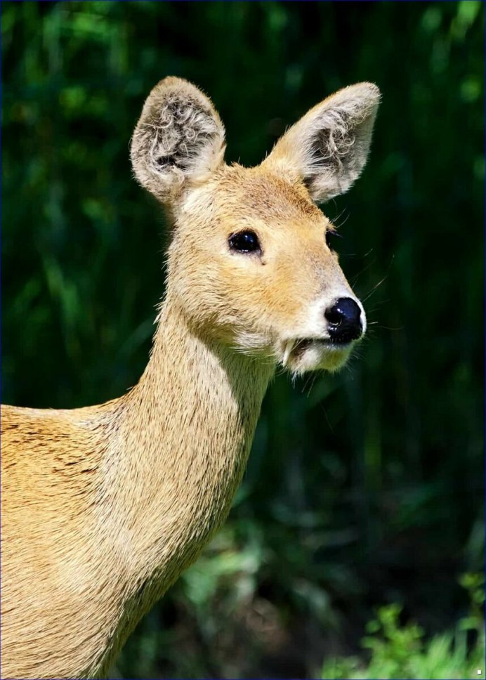 Elaphodus Cephalophus