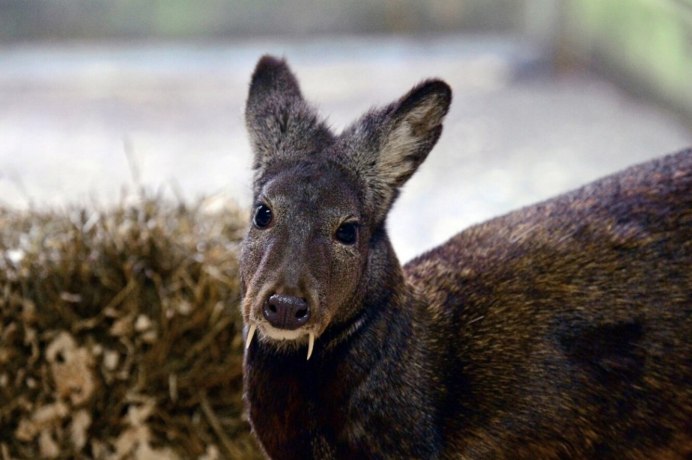 Сахалинская кабарга Moschus moschiferus sachalinensis