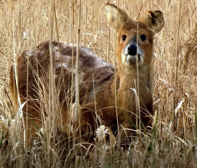 Кабарга (Moschus moschiferus)
