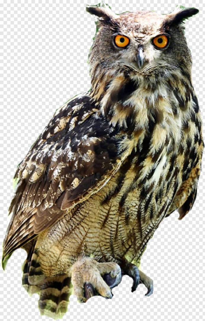 Филин Bubo Bubo на белом фоне