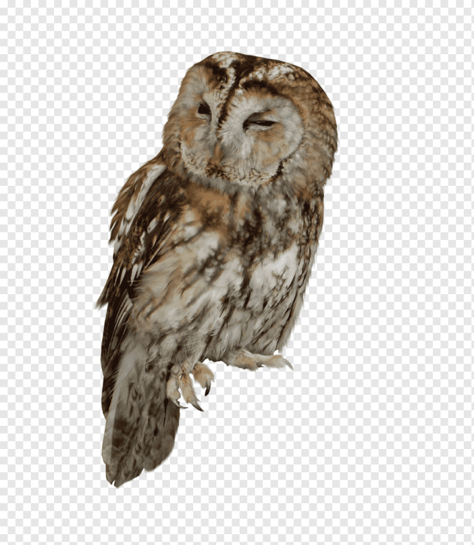 Филин обыкновенный (Bubo Bubo)