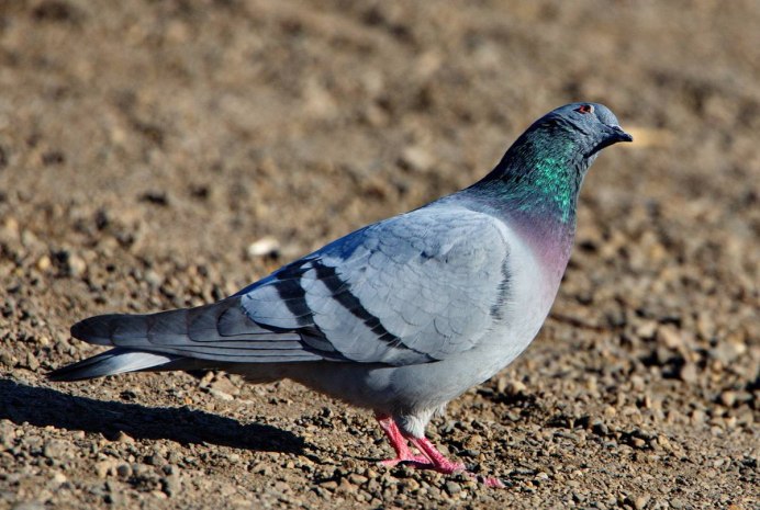 Скальный голубь (Columba rupestris)