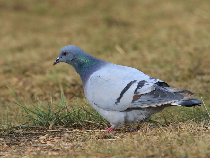 Скальный голубь (Columba rupestris)