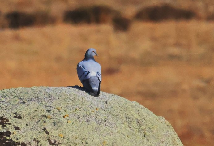 Пурпурный голубь / Columba punicea