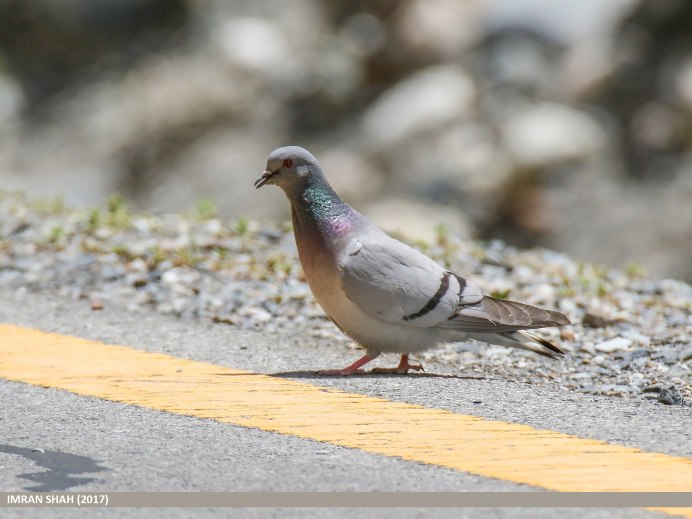 Скальный голубь (Columba rupestris)