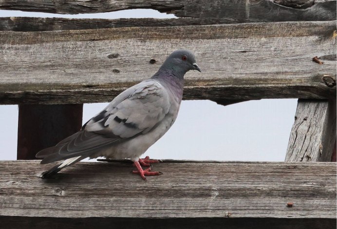 Желтоногий голубь Columba pallidiceps