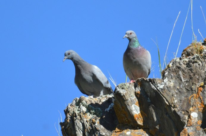 Columba rupestris
