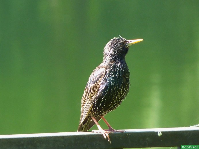 Бурый скворец