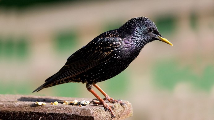 Капский скворец