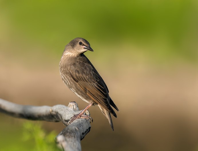 Скворец коричневый