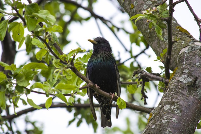 Желтоклювый скворец