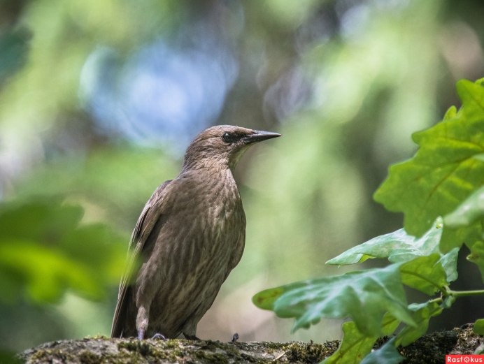 Молодой скворец