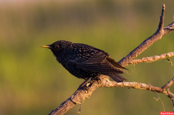 Обыкновенный скворец молодой