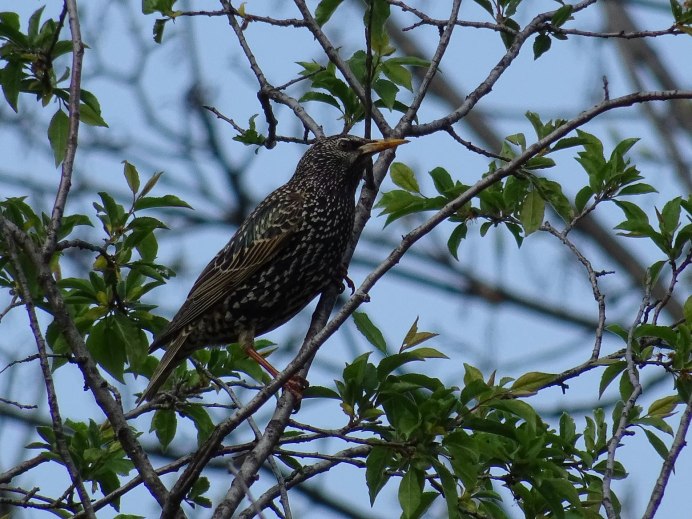 Скворец фото