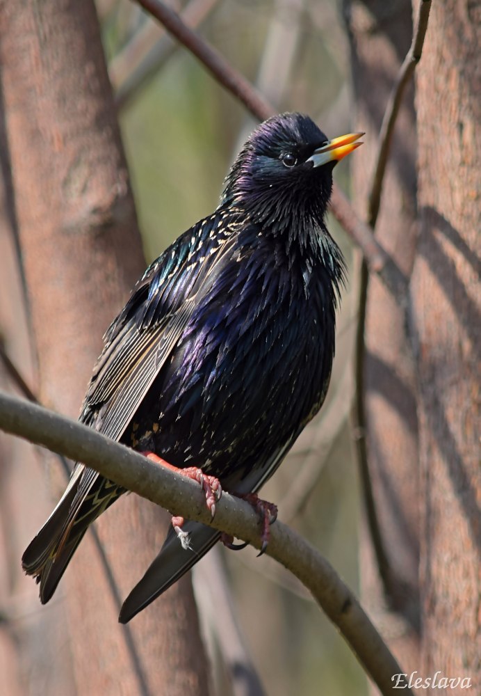 Скворец самец