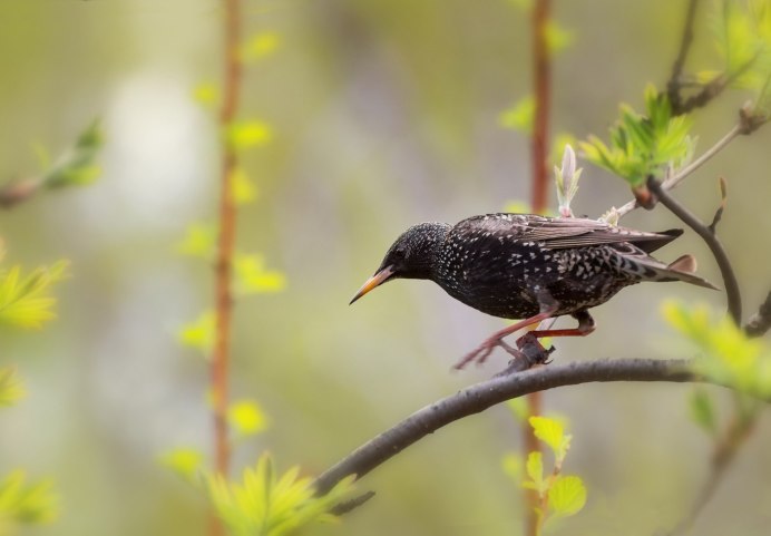 Обыкновенный скворец Ульяновск