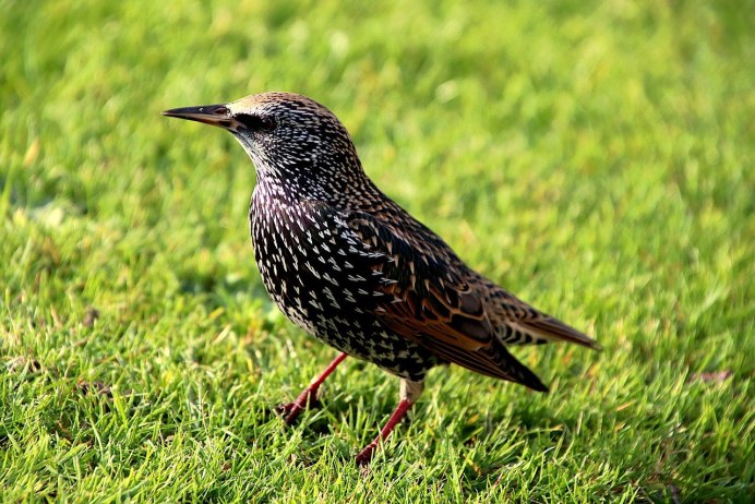 Молодой скворец фото