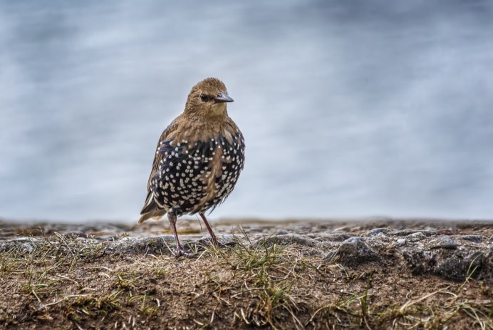 Обыкновенный скворец самец