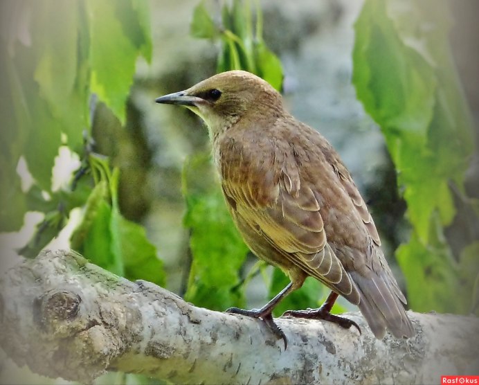 Молодые скворцы