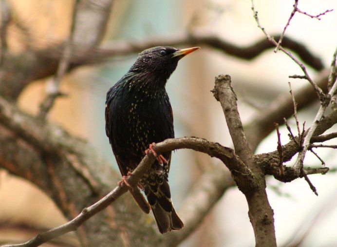 Снегирева скворец