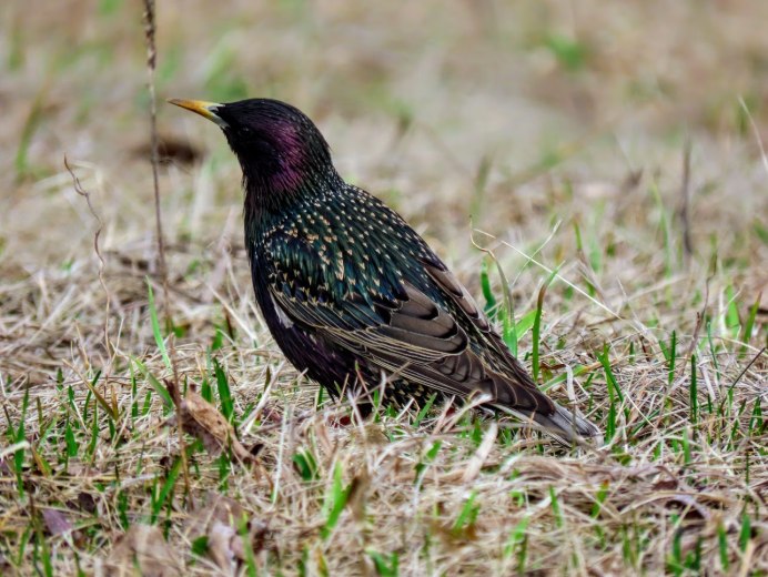 Дрозд обыкновенный скворец