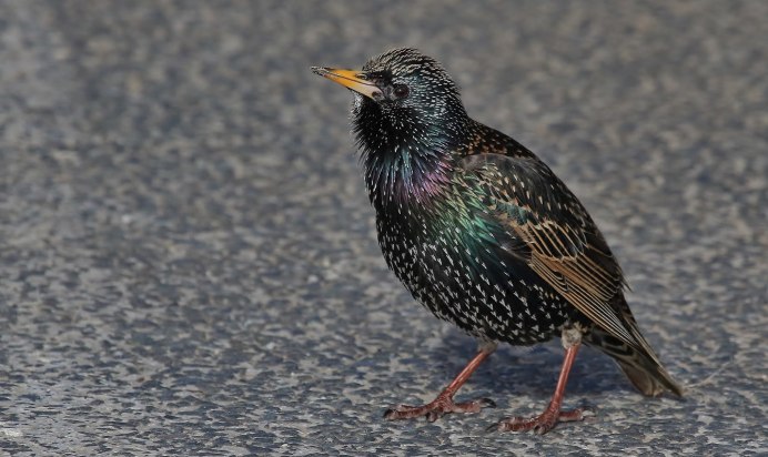 Скворец Дальневосточный