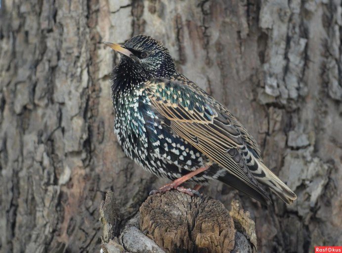 Скворцы на газоне