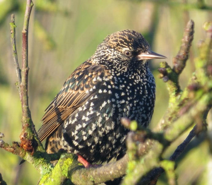 Скворец Дальневосточный самка