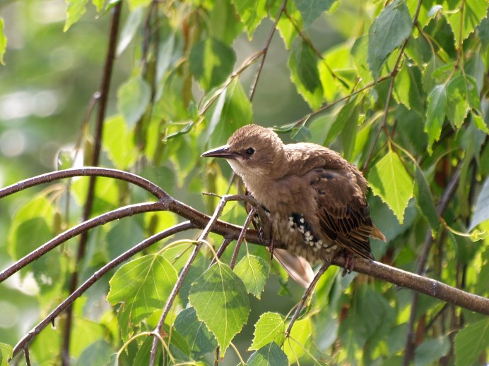 Молодой скворец фото