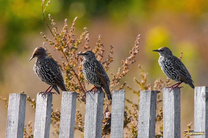 Обыкновенный скворец молодой
