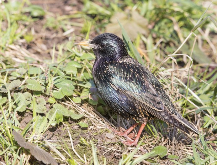 Обыкновенный скворец