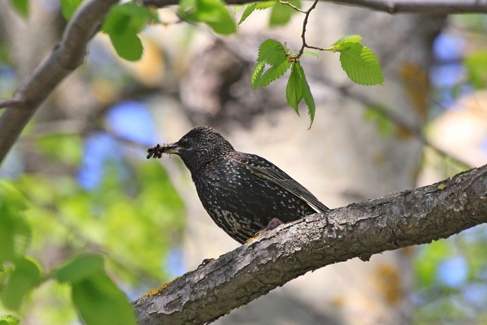 Скворец фильм 2021