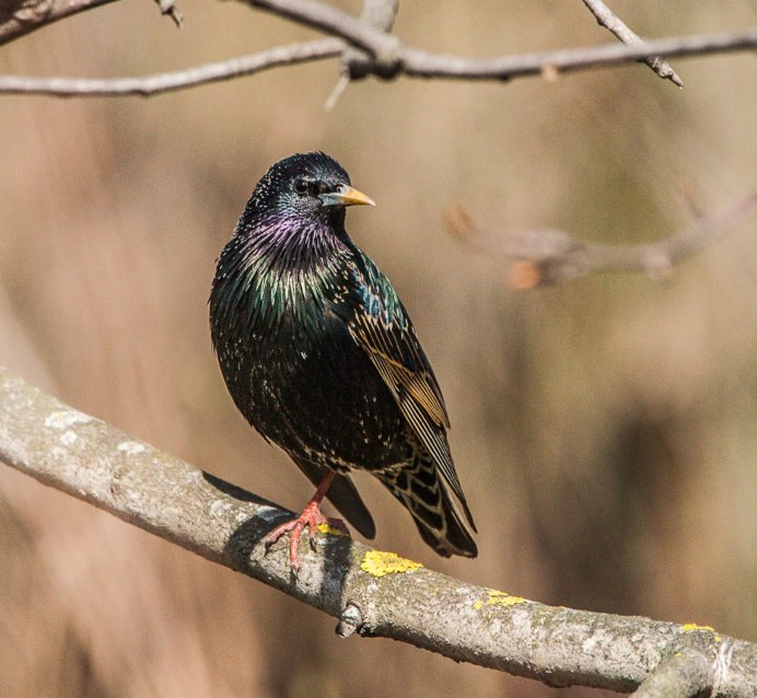 Скворец 1920 1080