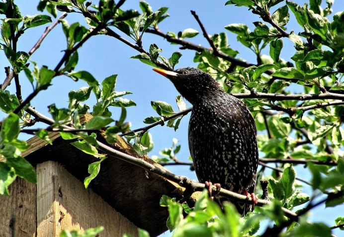 Скворец арт