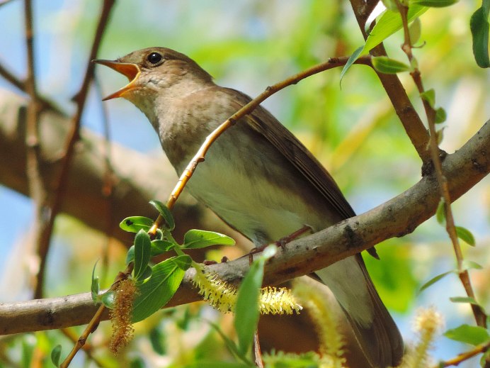 Соловей птица