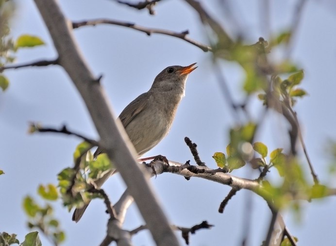 Курск Соловей