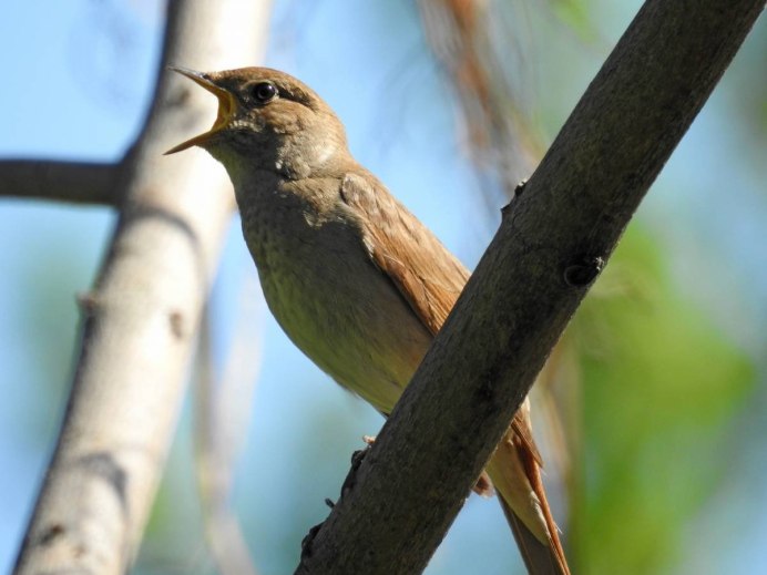Обыкновенный Соловей