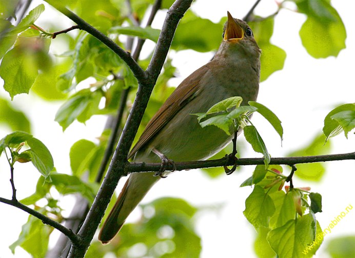 Nightingale Соловьиная трель