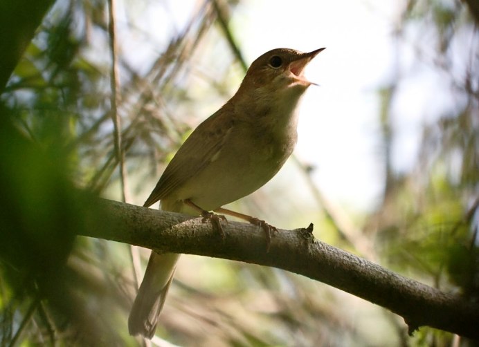 Соловей в черемухе