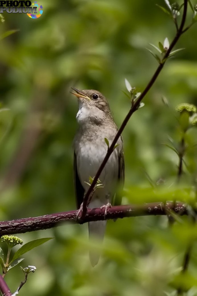 Соловей птица ареал