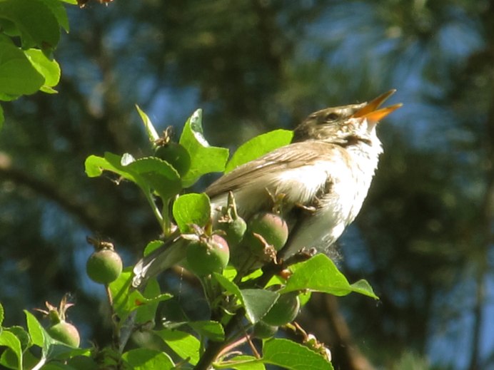 Соловьи в природе