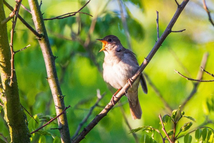 Певчие птицы Соловей