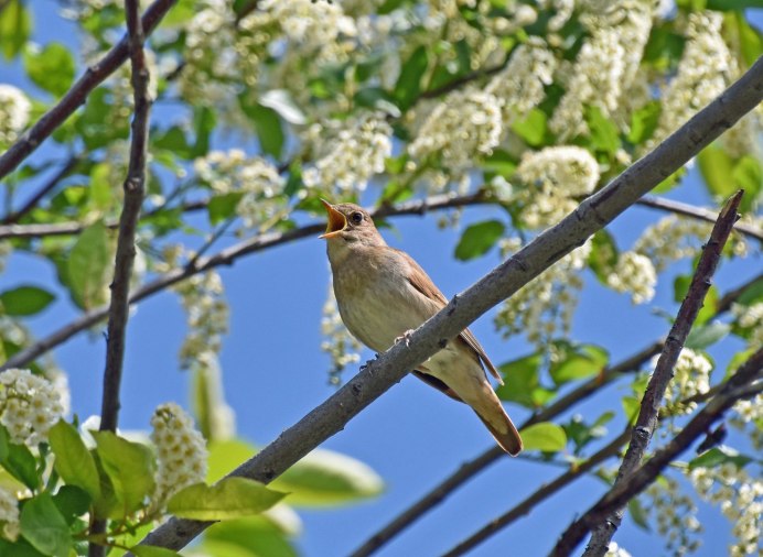 Птицы поют на рассвете